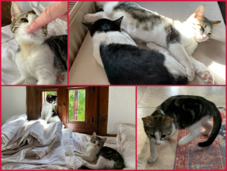 096 Return to base and play with the cats